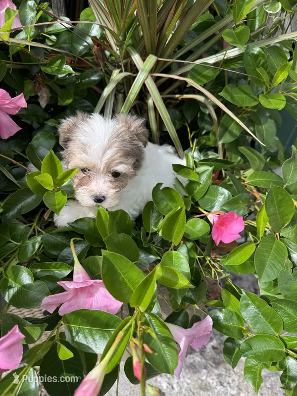 Maples girl# 3 – Yorkipoo puppy for sale in Lacona, NY
