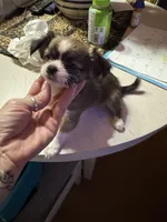 Red sable, a male Chihuahua for sale in Lacona, NY – Photo 2 of 2