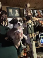 Red sable, a male Chihuahua for sale in Lacona, NY – Photo 1 of 2