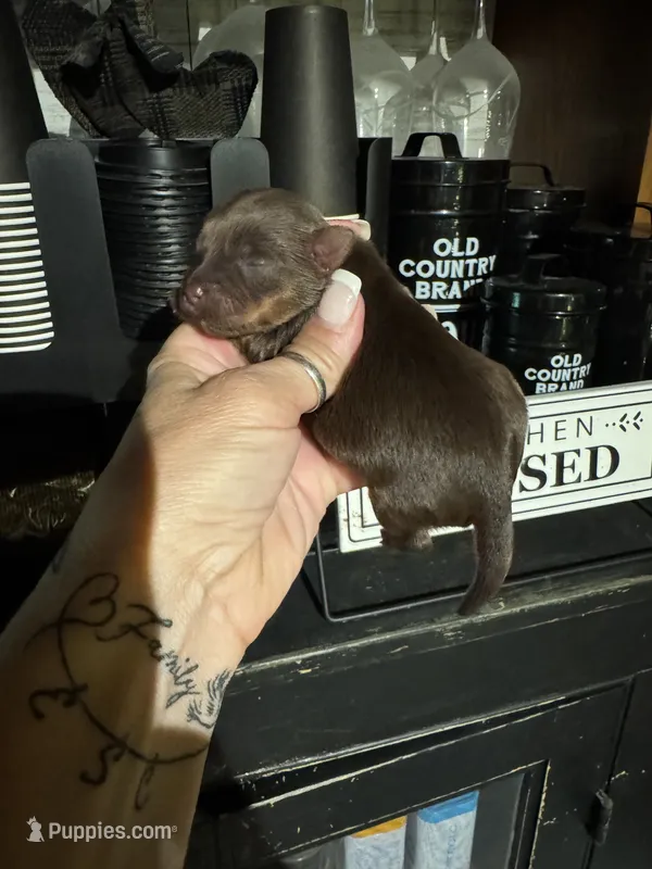 Brins chocolate girl – Yorkshire Terrier puppy for sale in Lacona, NY