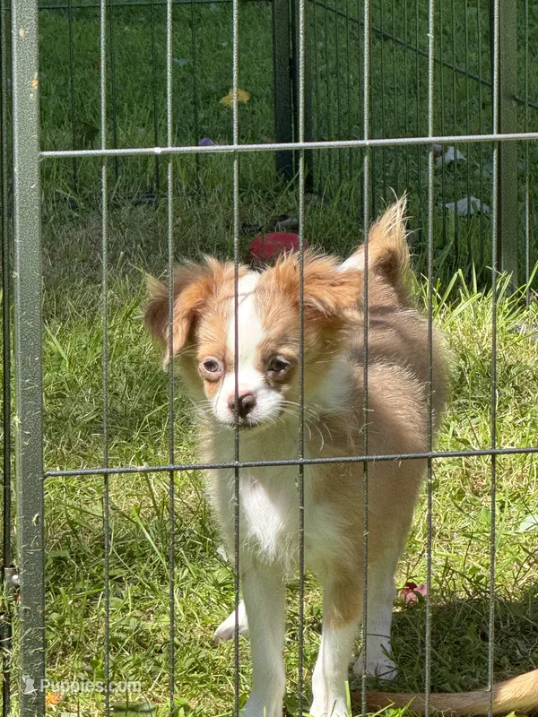 Lucas – Chihuahua puppy for sale in Lacona, NY