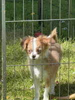 Lucas, a male Chihuahua for sale in Lacona, NY – 1 of 2