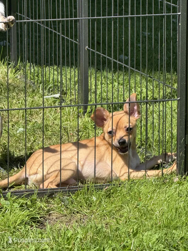 Frankie – Chihuahua puppy for sale in Lacona, NY