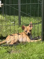 Frankie, a male Chihuahua for sale in Lacona, NY – 1 of 4