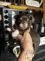 Reaha’s boy 2, a male Chihuahua for sale in Lacona, NY – 1 of 5