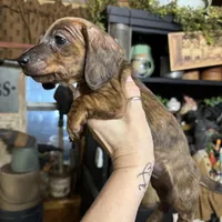 Brindle female, a female Miniature Dachshund for sale in Lacona, NY – Photo 1 of 2