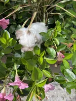 Maples girl 2, a female Yorkipoo for sale in Lacona, NY – 3 of 3