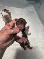 Rea has boy 2, a male Chihuahua for sale in Lacona, NY – 1 of 2