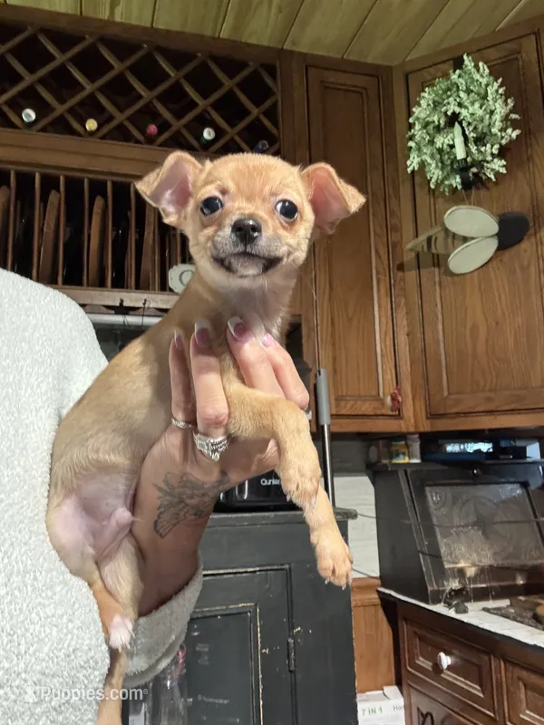 Trues boy – Chihuahua puppy for sale in Lacona, NY