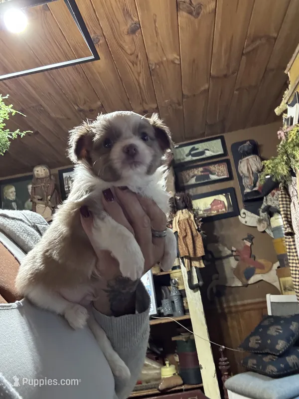 Rheas lilac boy – Chihuahua puppy for sale in Lacona, NY