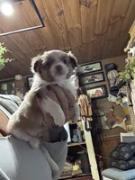 Lucas, a male Chihuahua for sale in Lacona, NY – 2 of 4