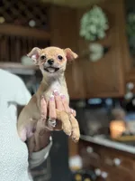 Trues boy, a male Chihuahua for sale in Lacona, NY – 2 of 2