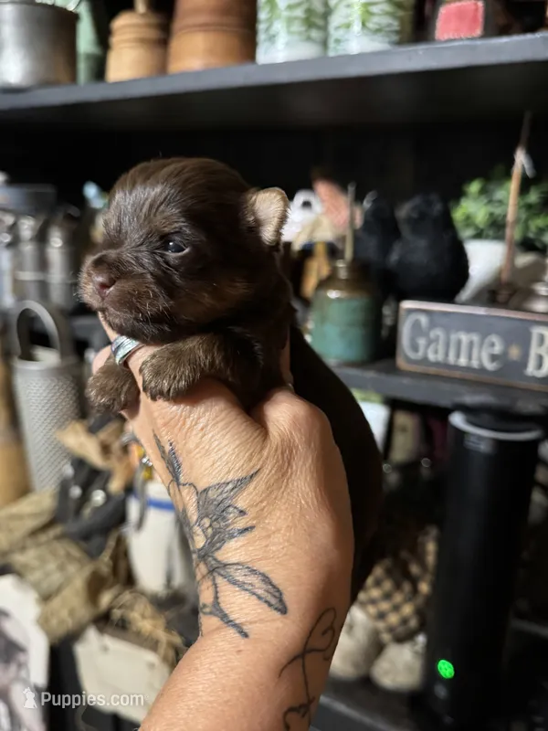 Brins chocolate girl – Yorkshire Terrier puppy for sale in Lacona, NY