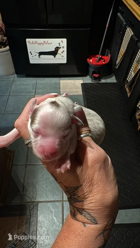 Maples girl 2 – Yorkipoo puppy for sale in Lacona, NY