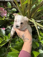 cream and white, a male Chorkie for sale in Lacona, NY – 2 of 2