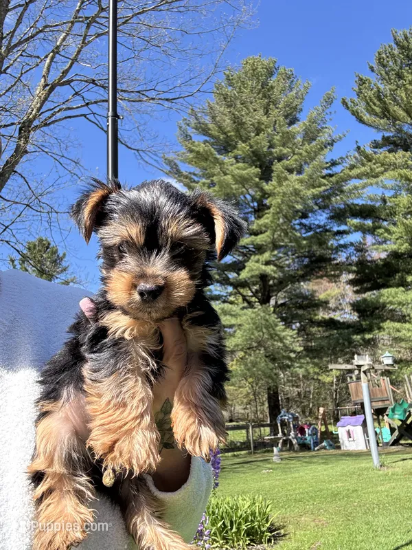 Sky’s  boy 2 – Yorkshire Terrier puppy for sale in Lacona, NY
