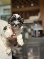 Sophie’s boy , a male Yorkipoo for sale in Lacona, NY – 3 of 3