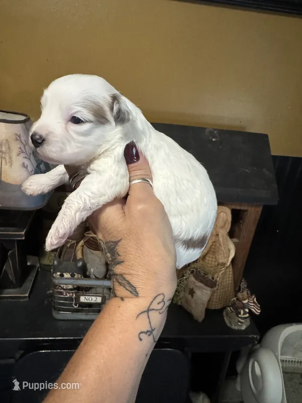 Maples girl 2 – Yorkipoo puppy for sale in Lacona, NY