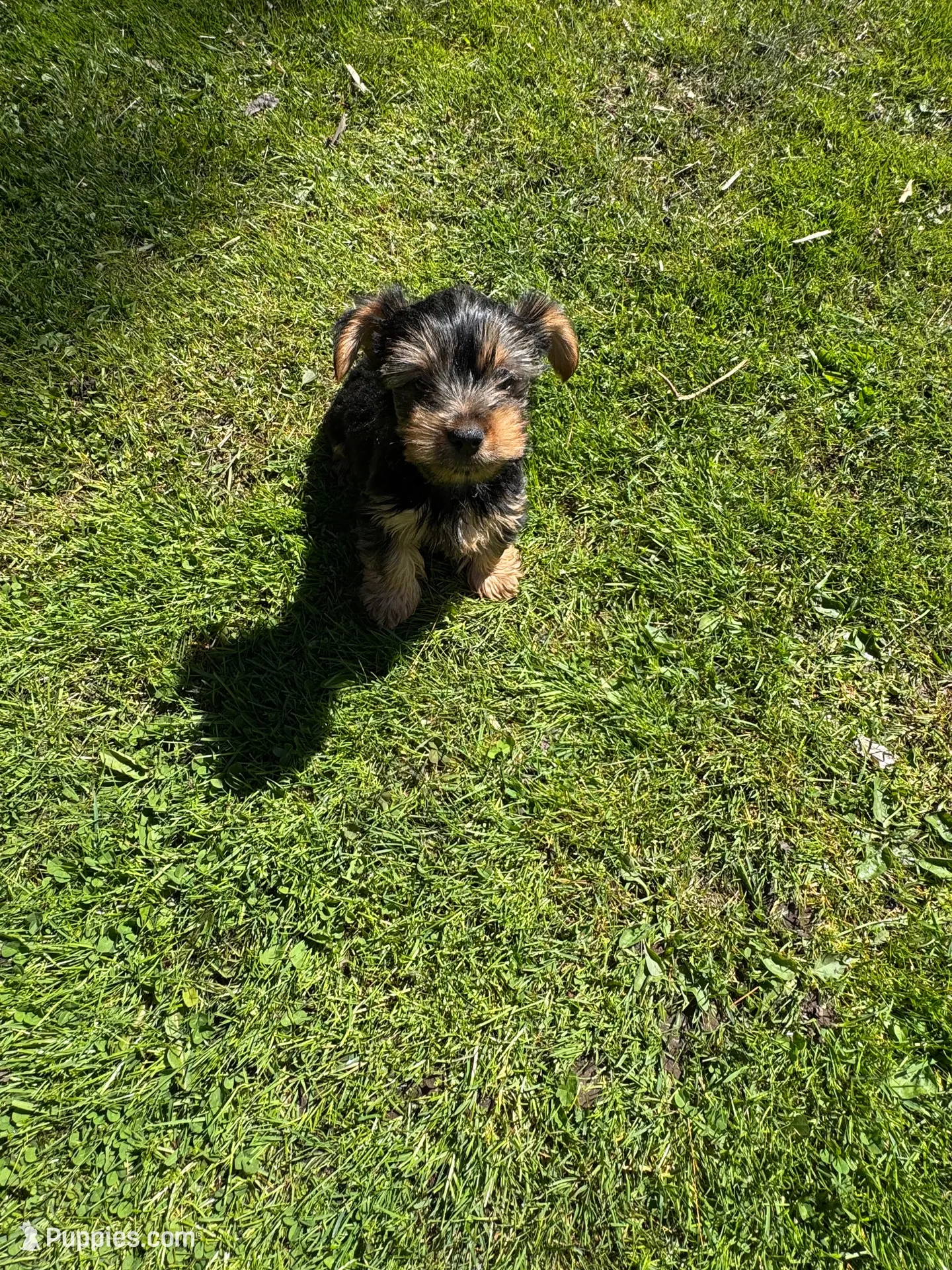 Sky’s tcup boy 1, a male Yorkshire Terrier for sale in Lacona, NY – 2 of 3