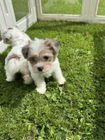 Maples girl# 3, a female Yorkipoo for sale in Lacona, NY – 3 of 4
