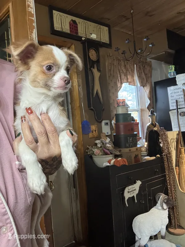 Lucas – Chihuahua puppy for sale in Lacona, NY