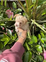   cream, a female Chorkie for sale in Lacona, NY – 2 of 2