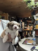 Lucas, a male Chihuahua for sale in Lacona, NY – 3 of 4