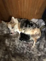 Corgi poos, a female Pembroke Welsh Corgi and Poodle - Toy  for sale in Lacona, NY – Photo 3 of 4