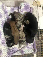 Corgi poos, a female Pembroke Welsh Corgi and Poodle - Toy  for sale in Lacona, NY – Photo 1 of 4