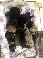 Corgi poos, a female Pembroke Welsh Corgi and Poodle - Toy  for sale in Lacona, NY – Photo 2 of 4