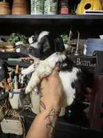 Sophie’s boy 2, a male Yorkipoo for sale in Lacona, NY – 3 of 3