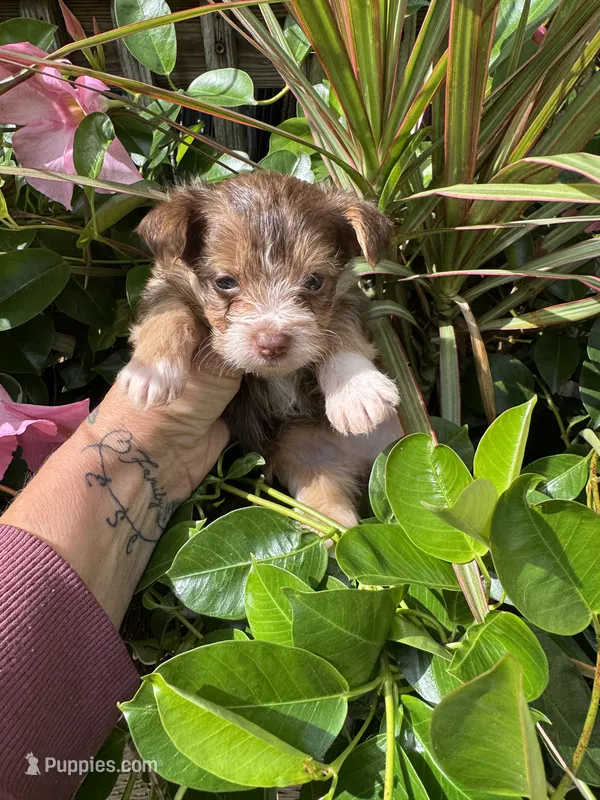  choc and tan – Chorkie puppy for sale in Lacona, NY