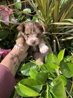  choc and tan, a male Chorkie for sale in Lacona, NY – 1 of 2