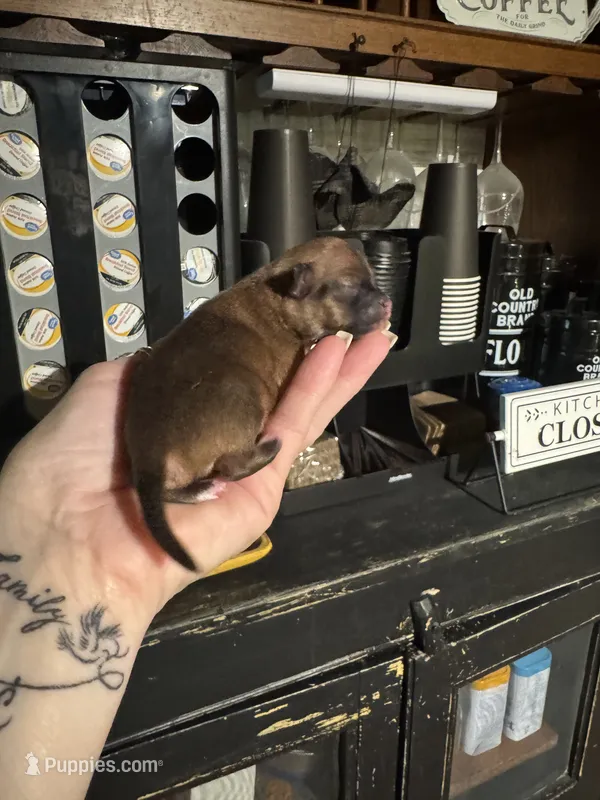 Trues boy 2, a male Chihuahua for sale in Lacona, NY – 1 of 3