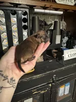 Trues boy 2, a male Chihuahua for sale in Lacona, NY – 1 of 3