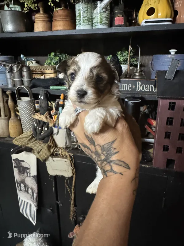 Sophie’s boy 1 – Yorkipoo puppy for sale in Lacona, NY