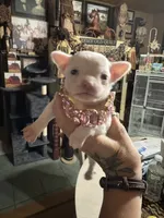 White girl, a female Chihuahua for sale in Lacona, NY – 3 of 4