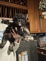 Stella’s boy1, a male Yorkipoo for sale in Lacona, NY – Photo 1 of 2