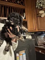 Stella’s boy1, a male Yorkipoo for sale in Lacona, NY – Photo 2 of 2