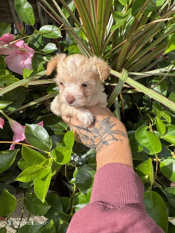   cream – Chorkie puppy for sale in Lacona, NY
