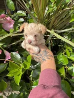   cream, a female Chorkie for sale in Lacona, NY – 1 of 2