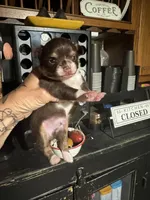 Reaha’s boy 2, a male Chihuahua for sale in Lacona, NY – 2 of 5