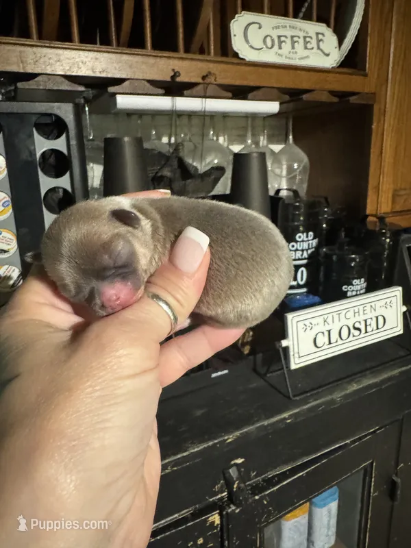 Trues boy 1 – Chihuahua puppy for sale in Lacona, NY