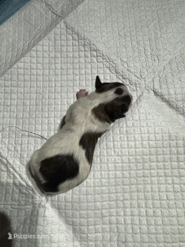 Maples boy – Yorkipoo puppy for sale in Lacona, NY