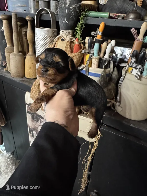 Sky’s tcup boy 2 – Yorkshire Terrier puppy for sale in Lacona, NY