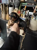 Sky’s tcup boy 2, a male Yorkshire Terrier for sale in Lacona, NY – Photo 1 of 2