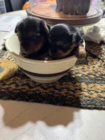 Sky’s tcup boy 2, a male Yorkshire Terrier for sale in Lacona, NY – Photo 2 of 2