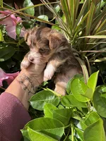  choc and tan, a male Chorkie for sale in Lacona, NY – 2 of 2