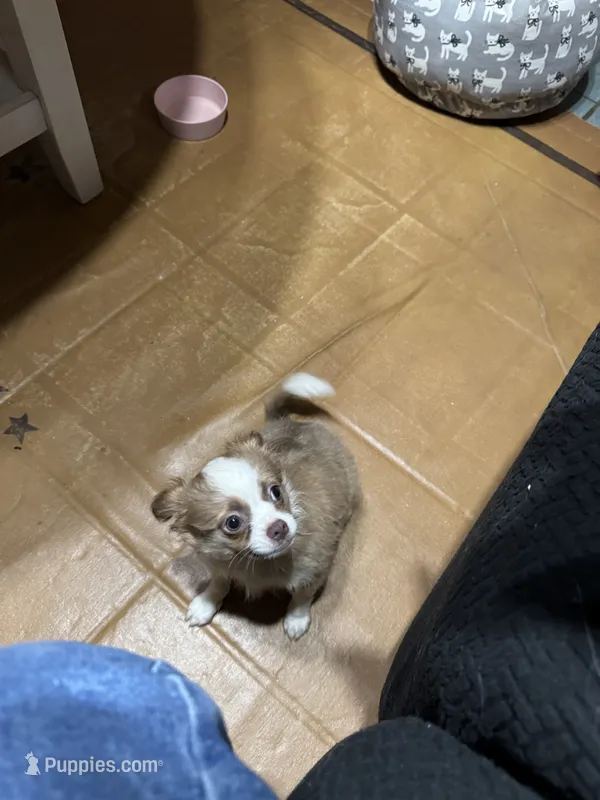 Lucas – Chihuahua puppy for sale in Lacona, NY