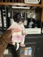 Sophie’s boy 2, a male Yorkipoo for sale in Lacona, NY – 2 of 2